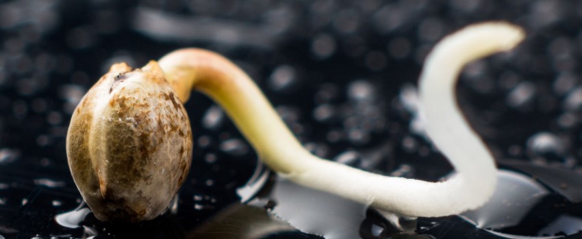 Buying Cannabis Seeds in Canada 