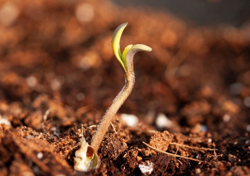 Guide To Germinating Cannabis Seeds