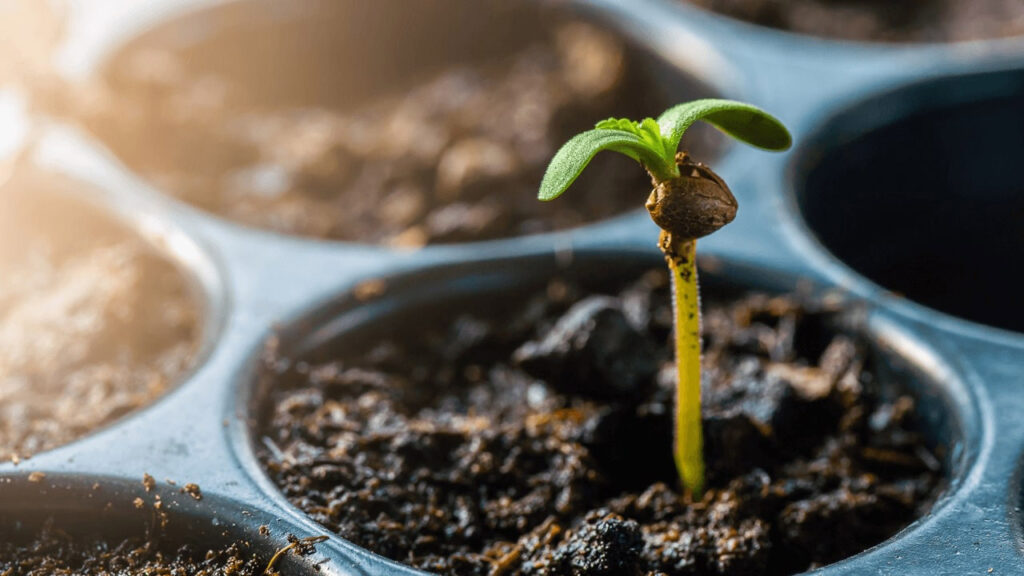 The Complete Guide To Germinating Cannabis Seeds