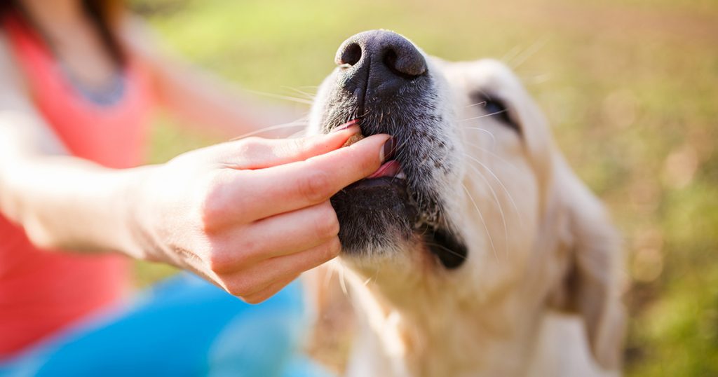 Benefits of CBD Oil for Pets